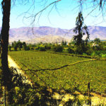 cultivos de uva