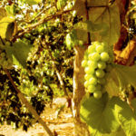 uvas italia