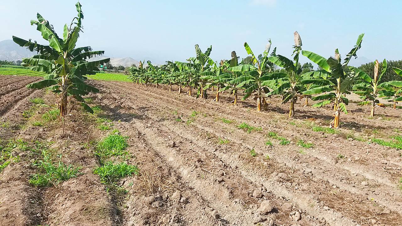 Venta de terreno en Mala